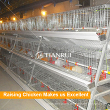 Chicken Farm Equipment mit Hot Galvanized Baby Layer Huhn